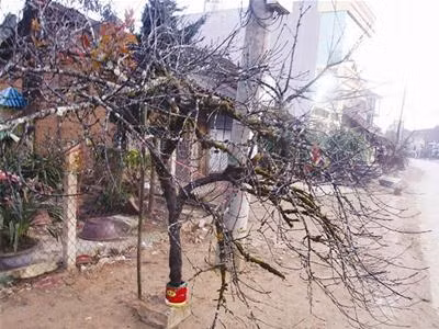 Đào rừng ngập phố ảnh 1