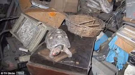 Rùa sống sót sau 30 năm trong nhà kho bị khóa ảnh 1