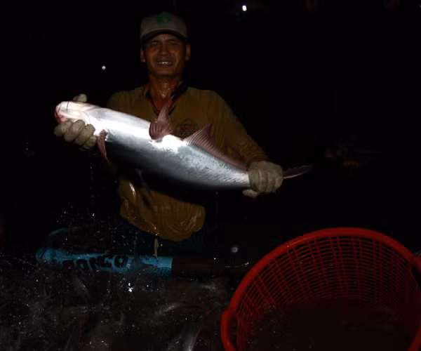 Thu hoạch cá về đêm ảnh 6