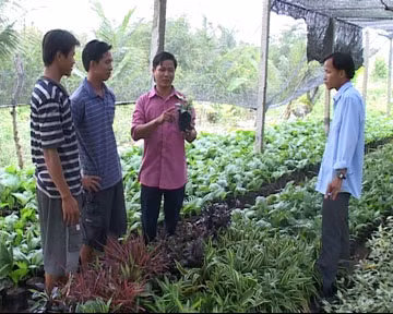 Làm giàu từ… lá cây ảnh 1