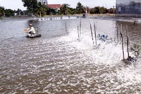 Nỗi lo tôm giống ngoại nhập ảnh 1