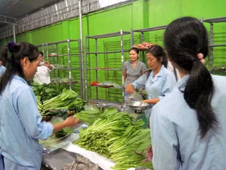 Thuốc bảo vệ thực vật vẫn là mối nguy lớn với rau ảnh 1