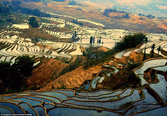 Ruộng bậc thang Vân Nam, Trung Quốc đẹp mê hồn ảnh 3
