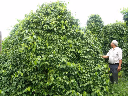 Mô hình trồng tiêu sạch ở Gia Lai ảnh 1