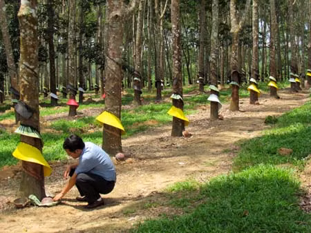 Thất thoát mủ ở Công ty cao su Kon Tum ảnh 1