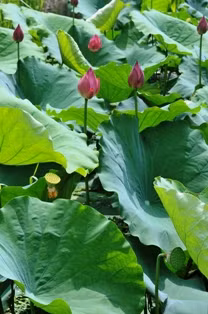 Sen và quỳ ảnh 5