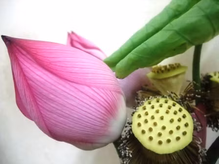 Sen và quỳ ảnh 4