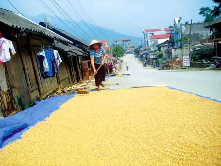 Tú Lệ, mùa nếp mới ảnh 4