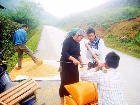 Tú Lệ, mùa nếp mới ảnh 5