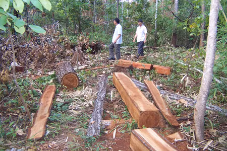 Phát hiện thêm một 'đại công trường gỗ' tại Gia Lai ảnh 1