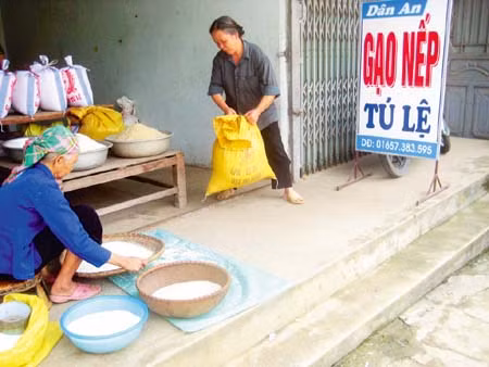 Tú Lệ, mùa nếp mới ảnh 6