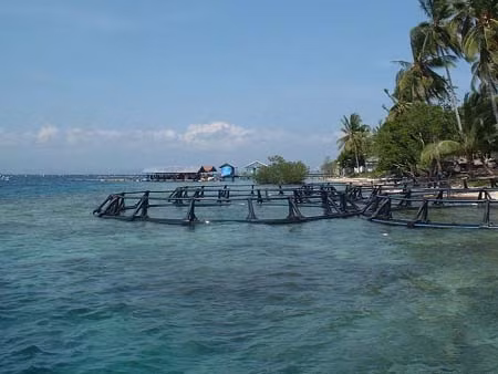Ngọc trai Indonesia gặp khó ảnh 1