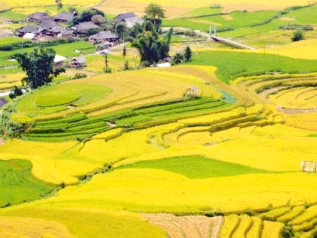Tú Lệ, mùa nếp mới ảnh 1