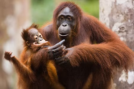 Phát hiện virút Ebola ở đười ươi Kalimantan ảnh 1