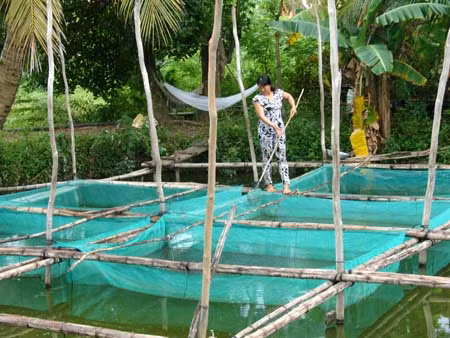“Mùa vàng” từ con nước sông Tiền, sông Hậu - Bài 1: Về xứ sở cá tra giống ảnh 2