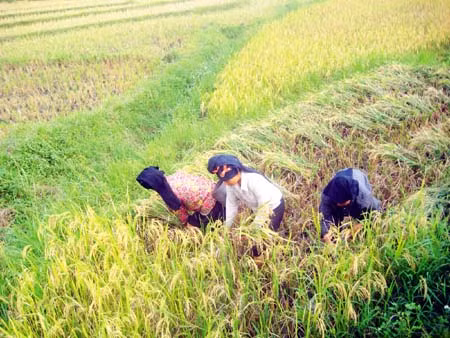 Tú Lệ, mùa nếp mới ảnh 2