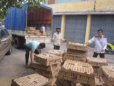 Hủy 5.000 con gia cầm giống không rõ nguồn gốc ảnh 1