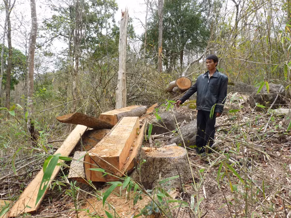 Liên tiếp chặt phá rừng trước "mũi" cơ quan chức năng ảnh 1