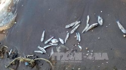Cá biển chết bất thường tại vùng biển Kiên Giang ảnh 1