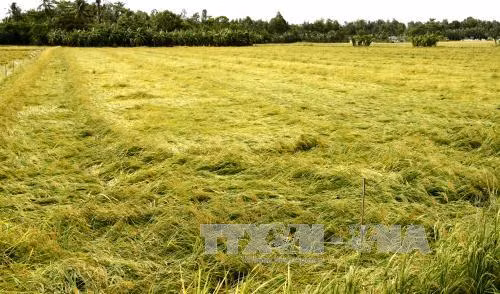 Nhiều diện tích lúa Hè Thu ở Vĩnh Long bị đổ ngã do mưa lớn ảnh 1
