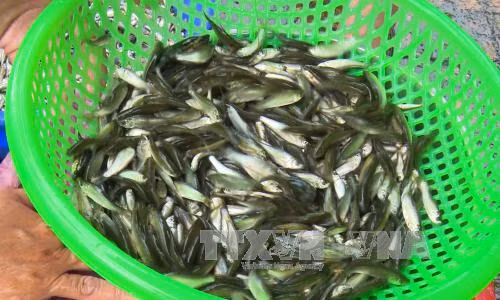 Mùa nước lũ, đến Đồng Tháp nhấm nháp lẩu cua đồng, cá linh ảnh 1