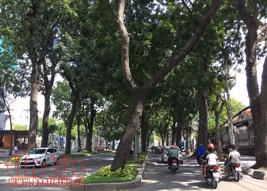 Ngắm hàng xà cừ trên đường Tôn Đức Thắng trước khi đốn hạ để xây cầu Thủ Thiêm 2 ảnh 2