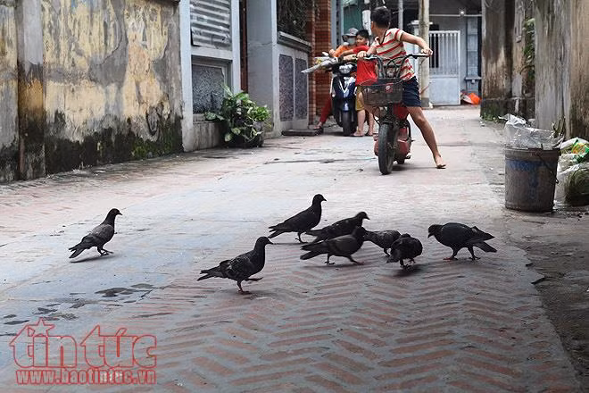 Con đường lát đá xanh độc đáo nhất Việt Nam ảnh 14