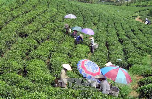 Chè Thái Nguyên loay hoay vươn ra thị trường thế giới ảnh 1