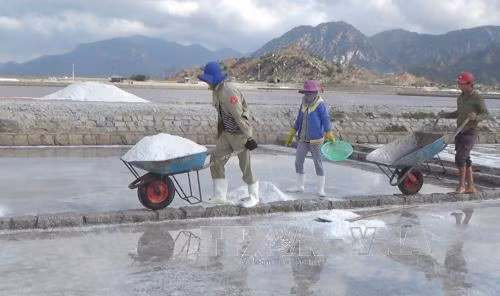  Ninh Thuận: Giá muối tăng mạnh, diêm dân không còn muối để bán ảnh 1
