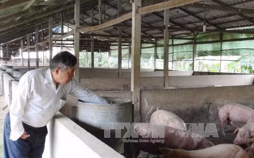  Người thương binh làm kinh tế giỏi ảnh 1