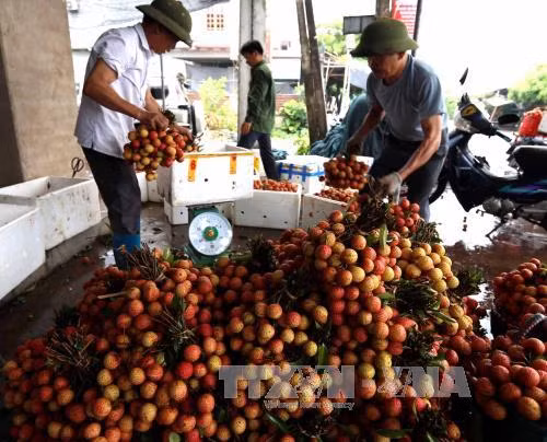 Trái cây Việt khẳng định thương hiệu để cạnh tranh ảnh 3