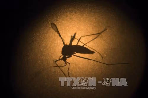 Mỹ thử nghiệm vaccine phòng virus Zika trên cơ thể người ảnh 1