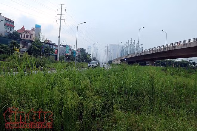 Đại lộ Thăng Long cỏ dại cao ngút đầu, ngổn ngang rác thải ảnh 8