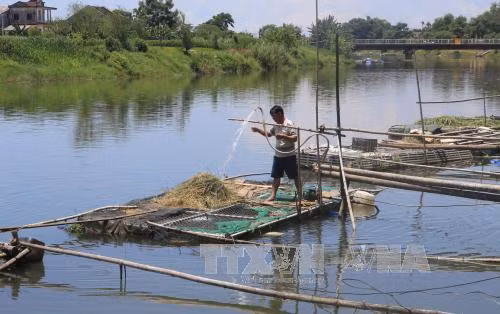 Thừa Thiên - Huế tìm nguyên nhân cá lồng trên sông Bồ chết bất thường ảnh 2