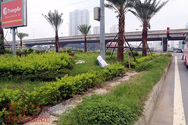 Đại lộ Thăng Long cỏ dại cao ngút đầu, ngổn ngang rác thải ảnh 14