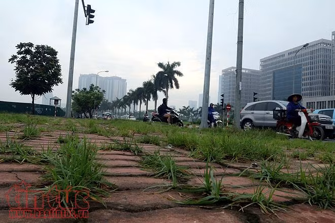 Đại lộ Thăng Long cỏ dại cao ngút đầu, ngổn ngang rác thải ảnh 3