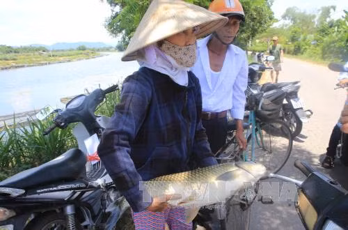 Thừa Thiên - Huế tìm nguyên nhân cá lồng trên sông Bồ chết bất thường ảnh 1
