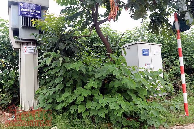 Đại lộ Thăng Long cỏ dại cao ngút đầu, ngổn ngang rác thải ảnh 12