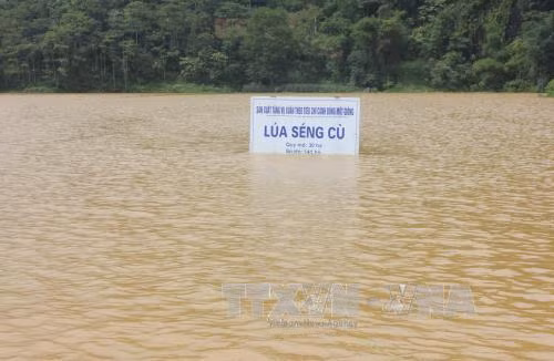 Lào Cai có mưa to, lũ các sông dâng cao ảnh 1