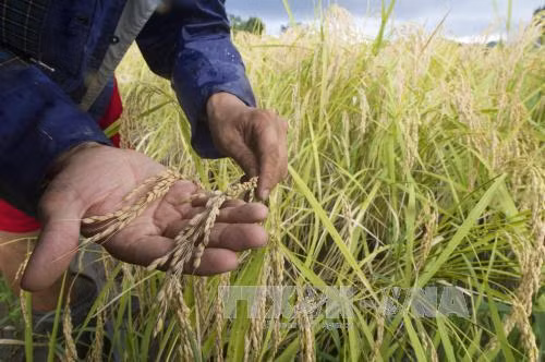 FAO dự báo nhu cầu lương thực toàn cầu sẽ tăng chậm lại trong 10 năm tới ảnh 1