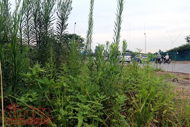 Đại lộ Thăng Long cỏ dại cao ngút đầu, ngổn ngang rác thải ảnh 2