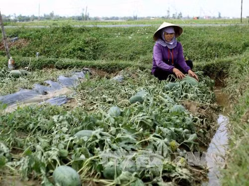 Cứu 39.000 ha lúa bị ngập do bão số 2 ảnh 2