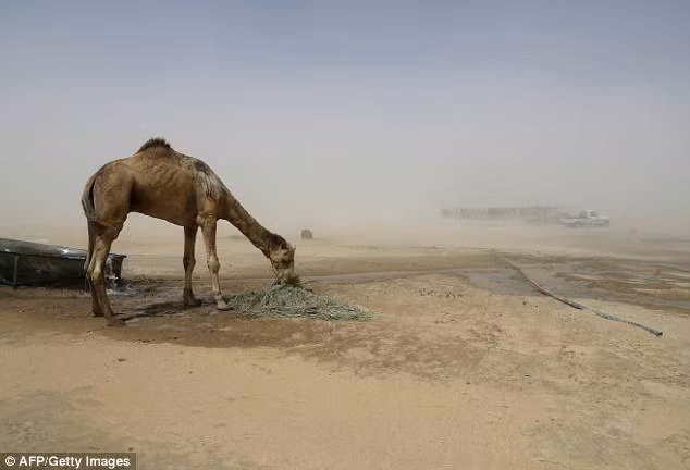 Qatar rơi vào khủng hoảng ngoại giao vùng Vịnh, lạc đà cũng lâm cảnh khốn khó ảnh 4