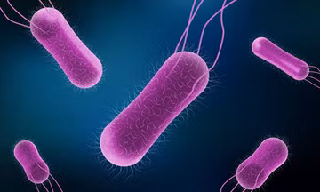 Phát hiện vi khuẩn Salmonella spp. trong mẫu thực phẩm vụ ngộ độc bánh mì