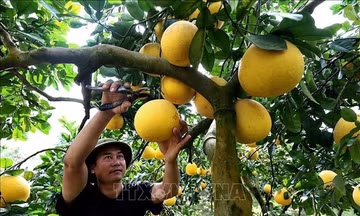 Phát triển nông nghiệp tuần hoàn đa giá trị - Bài cuối: Biến tiềm năng thành giá trị thực tế