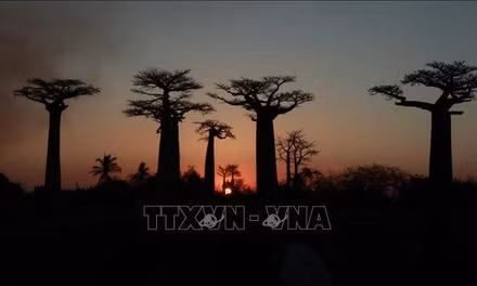Cây bao báp - Biểu tượng thiên nhiên độc đáo của Madagascar