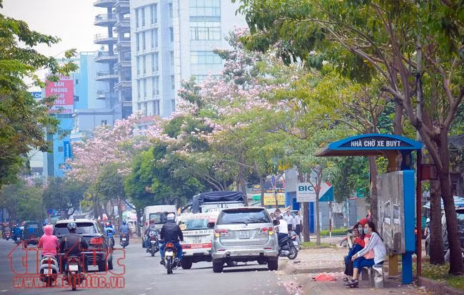 Người dân TP Hồ Chí Minh xao xuyến trước sắc hoa kèn hồng trên phố ảnh 4