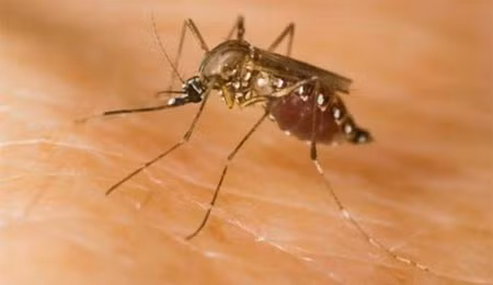 Brazil phát hiện 8 đột biến gen của virus sốt vàng da ảnh 1