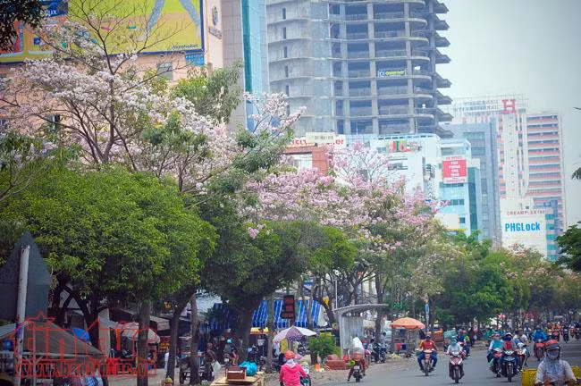 Người dân TP Hồ Chí Minh xao xuyến trước sắc hoa kèn hồng trên phố ảnh 2