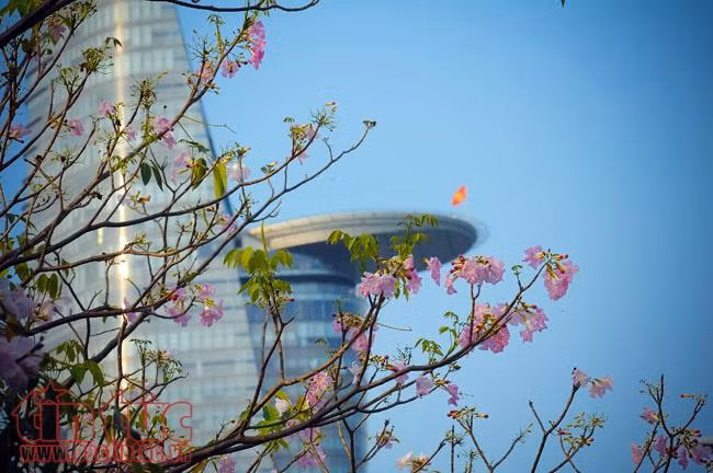 Người dân TP Hồ Chí Minh xao xuyến trước sắc hoa kèn hồng trên phố ảnh 1